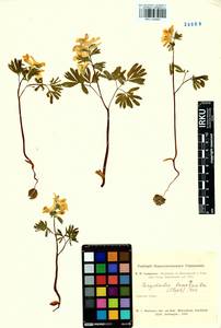 Corydalis bracteata (Steph.) Pers., Siberia, Altai & Sayany Mountains (S2) (Russia)