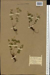 Potentilla erecta (L.) Raeusch., Eastern Europe, Middle Volga region (E8) (Russia)