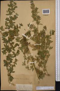 Ononis spinosa subsp. hircina (Jacq.)Gams, Middle Asia, Dzungarian Alatau & Tarbagatai (M5) (Kazakhstan)
