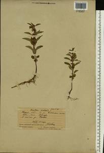 Mentha arvensis L., Eastern Europe, Eastern region (E10) (Russia)