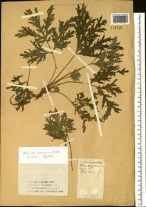 Artemisia sieversiana Ehrh. ex Willd., Siberia, Altai & Sayany Mountains (S2) (Russia)