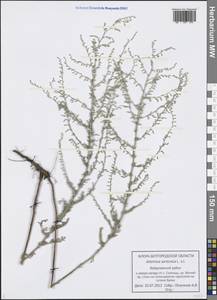 Artemisia caerulescens subsp. caerulescens, Eastern Europe, Central forest-and-steppe region (E6) (Russia)