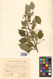 Malus baccata (L.) Borkh., Siberia, Russian Far East (S6) (Russia)