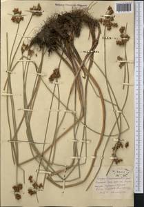Schoenoplectus tabernaemontani (C.C.Gmel.) Palla, Middle Asia, Northern & Central Kazakhstan (M10) (Kazakhstan)
