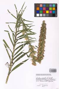 Liatris spicata (L.) Willd., Eastern Europe, Moscow region (E4a) (Russia)