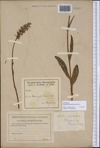 Dactylorhiza maculata subsp. fuchsii (Druce) Hyl., Eastern Europe, Middle Volga region (E8) (Russia)