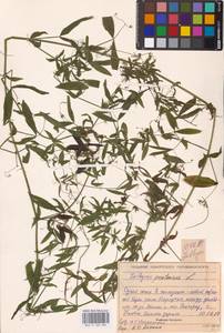 Lathyrus pratensis L., Eastern Europe, Volga-Kama region (E7) (Russia)