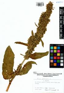 Rumex patientia L., Siberia, Baikal & Transbaikal region (S4) (Russia)