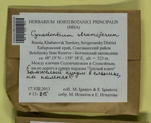 Cynodontium strumiferum (Hedw.) Lindb., Bryophytes, Bryophytes - Russian Far East (excl. Chukotka & Kamchatka) (B20) (Russia)