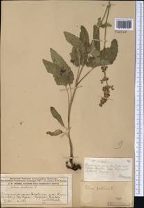 Salvia dumetorum Andrz. ex Besser, Middle Asia, Muyunkumy, Balkhash & Betpak-Dala (M9) (Kazakhstan)