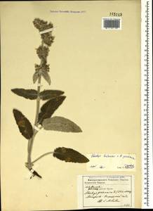 Stachys germanica L., Crimea (KRYM) (Russia)