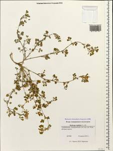 Medicago rigidula (L.)All., Caucasus, Azerbaijan (K6) (Azerbaijan)