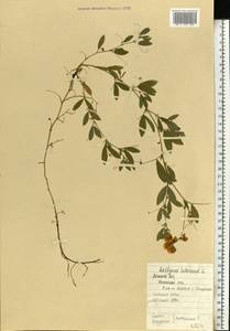 Lathyrus tuberosus L., Eastern Europe, North Ukrainian region (E11) (Ukraine)