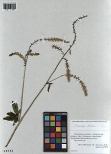 Actaea cimicifuga L., Siberia, Altai & Sayany Mountains (S2) (Russia)