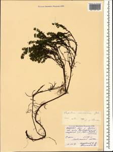 Empetrum nigrum subsp. caucasicum (Juz.) Kuvaev, Caucasus, North Ossetia, Ingushetia & Chechnya (K1c) (Russia)