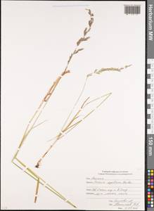Festuca arundinacea Schreb. , nom. cons., Caucasus, North Ossetia, Ingushetia & Chechnya (K1c) (Russia)