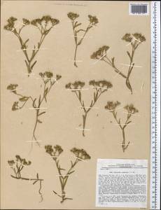 Valerianella cymbicarpa C. A. Mey., Middle Asia, Pamir & Pamiro-Alai (M2) (Tajikistan)