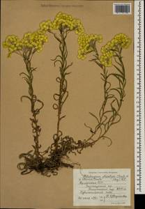 Helichrysum plicatum, Caucasus, Armenia (K5) (Armenia)