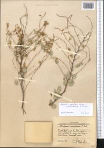 Atraphaxis pyrifolia × seravschanica, Middle Asia, Western Tian Shan & Karatau (M3) (Uzbekistan)