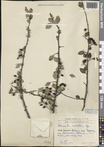 Cotoneaster multiflorus Bunge, South Asia, South Asia (Asia outside ex-Soviet states and Mongolia) (ASIA) (China)