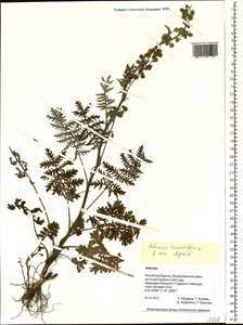 Artemisia tanacetifolia L., Siberia, Baikal & Transbaikal region (S4) (Russia)