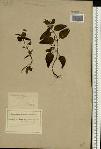 Prunella vulgaris L., Eastern Europe, South Ukrainian region (E12) (Ukraine)