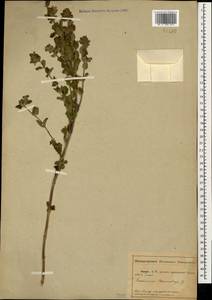 Teucrium chamaedrys L., Caucasus, Abkhazia (K4a) (Abkhazia)