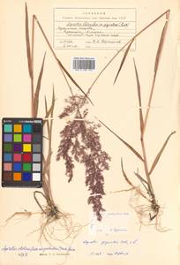 Agrostis stolonifera L., Siberia, Russian Far East (S6) (Russia)