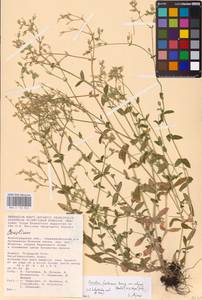 Cerastium holosteoides Fr., Eastern Europe, Lower Volga region (E9) (Russia)