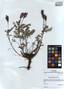 KUZ 000 872, Oxytropis pilosa (L.)DC., Siberia, Altai & Sayany Mountains (S2) (Russia)