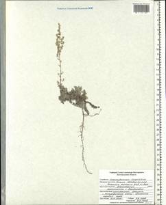 Artemisia hololeuca M. Bieb. ex Besser, Eastern Europe, Central forest-and-steppe region (E6) (Russia)