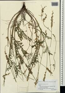 Onobrychis arenaria subsp. miniata (Steven)P.W.Ball, Crimea (KRYM) (Russia)