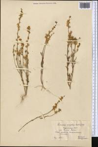 Linaria simplex (Willd.) DC., Middle Asia, Kopet Dag, Badkhyz, Small & Great Balkhan (M1) (Turkmenistan)