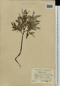 Salix lapponum L., Eastern Europe, Northern region (E1) (Russia)
