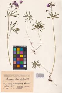 Geranium linearilobum DC., Eastern Europe, Lower Volga region (E9) (Russia)