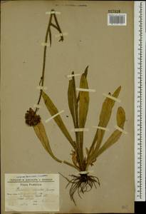 Pilosella echioides subsp. echioides, Eastern Europe, South Ukrainian region (E12) (Ukraine)