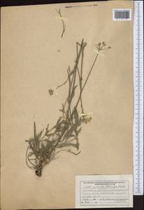 Libanotis unicaulis Korov., Middle Asia, Northern & Central Tian Shan (M4) (Kyrgyzstan)