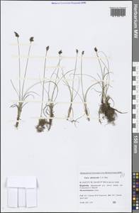 Carex duriuscula C.A.Mey., Siberia, Baikal & Transbaikal region (S4) (Russia)