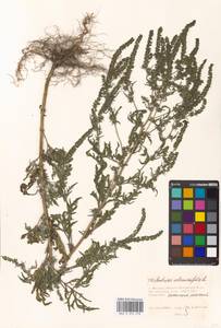 Ambrosia artemisiifolia L., Eastern Europe, Moscow region (E4a) (Russia)