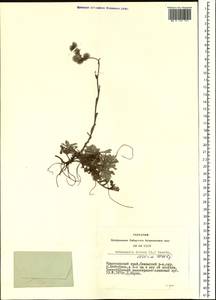 Antennaria dioica (L.) Gaertn., Siberia, Central Siberia (S3) (Russia)