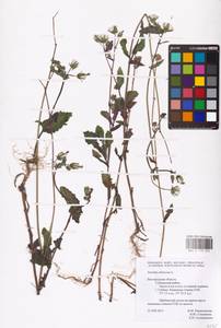 Sonchus oleraceus L., Eastern Europe, Central forest-and-steppe region (E6) (Russia)
