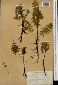 Pedicularis condensata M. Bieb., Caucasus, Armenia (K5) (Armenia)