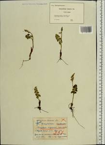 Botrychium lunaria (L.) Sw., Eastern Europe, Moscow region (E4a) (Russia)