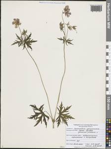 Geranium pratense L., Eastern Europe, Central forest-and-steppe region (E6) (Russia)