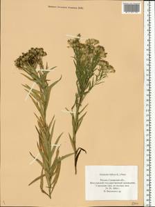 Galatella biflora (L.) Nees, Eastern Europe, Middle Volga region (E8) (Russia)