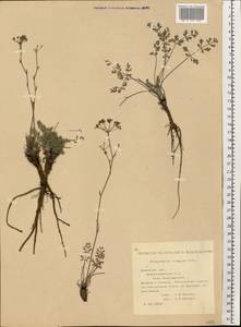 Pimpinella tragium Vill., Eastern Europe, South Ukrainian region (E12) (Ukraine)