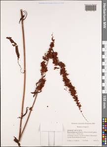 Rumex crispus L., Siberia, Western Siberia (S1) (Russia)