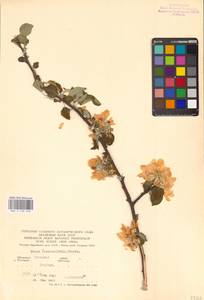 Malus sylvestris Mill., Eastern Europe, Central forest-and-steppe region (E6) (Russia)