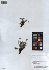 Potentilla sericea L., Siberia, Altai & Sayany Mountains (S2) (Russia)