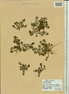 Lythrum portula (L.) D. A. Webb, Eastern Europe, Central forest region (E5) (Russia)